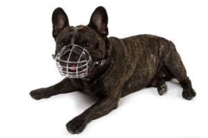 Small dog wearing a metal caged muzzle for muzzle training - how to muzzle train your dog